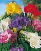 Freesia DOUBLE MIXED